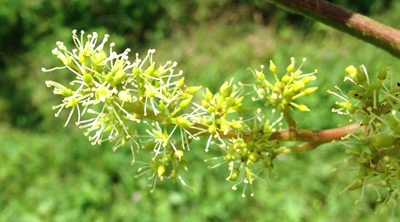 concord grapes in bloom