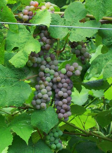 grape verasion