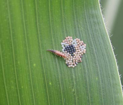 Green lacewing larva