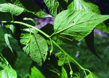 Hackberry leaves