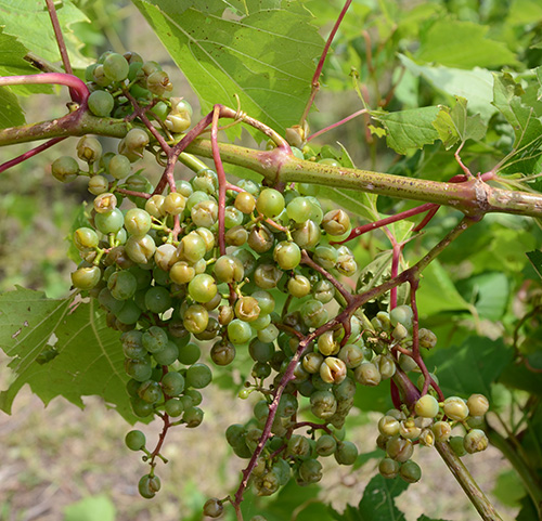 Hail injury to grape clusters