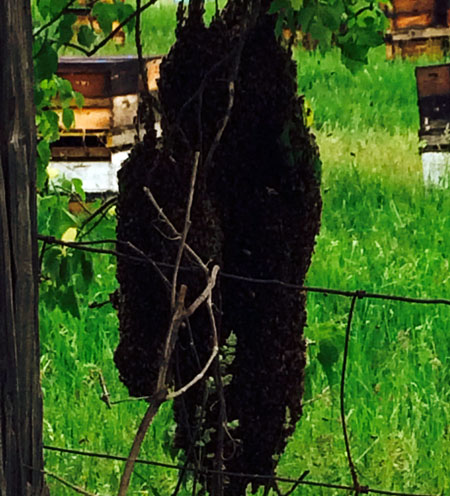 Hanging swarm