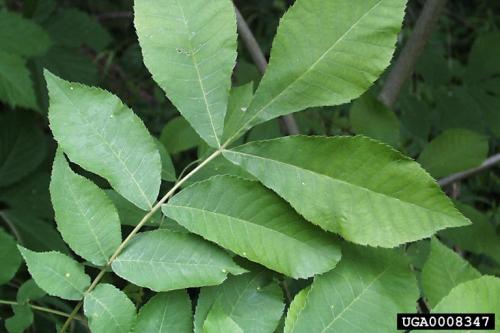 Hickory Leaf