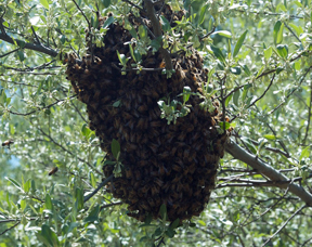 Honey bee swarm