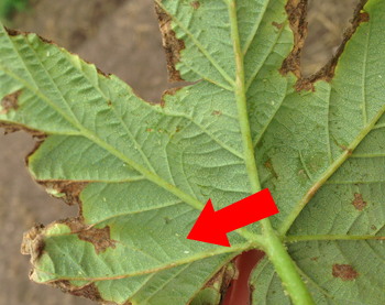 Immature potato leafhopper and leafhopper burn