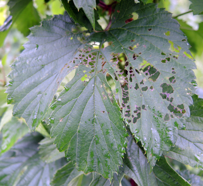 Japanese beetle on hop