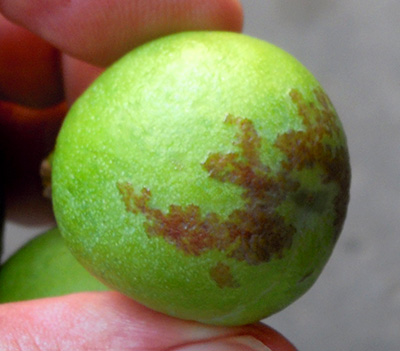 Close up of lacy mottling on Vibrant plum.