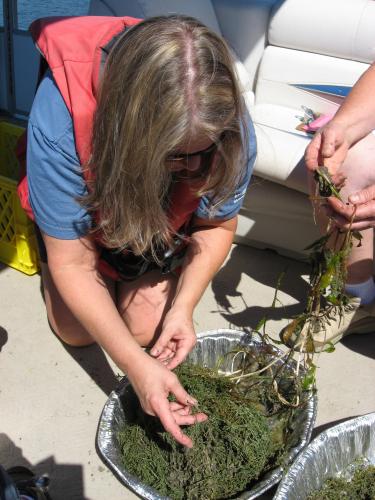 Learning your Lake Plants