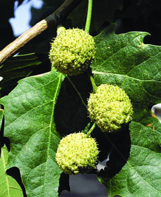 London planetree fruit