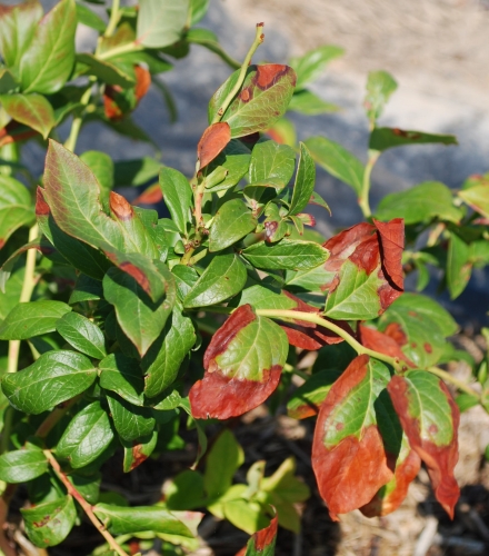 Marginal leaf burn Marginal leaf burn