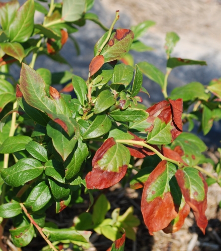 Drought symptoms in MSU Extension