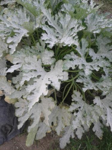 Mildew on squash