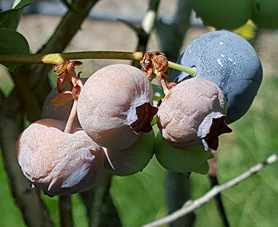 Infected blueberries that are dried up and brown