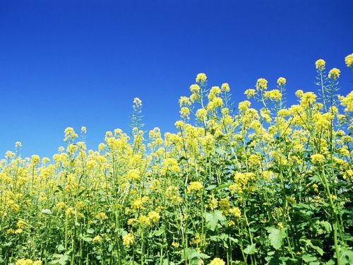 as a cover crop - Extension