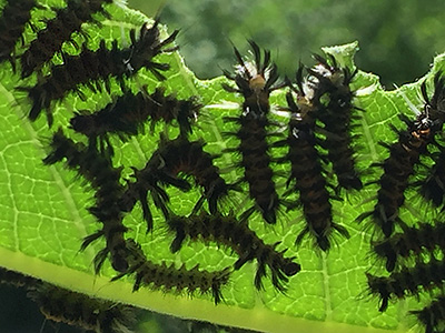 Black tufts lengthening.