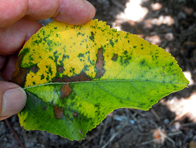 Infected Golden Delicious leaf