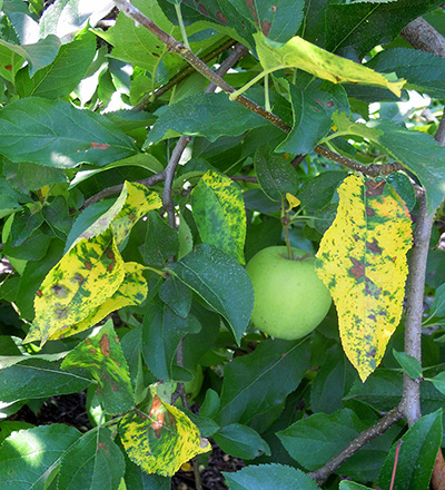 Necrotic leaf blotch on leaves.