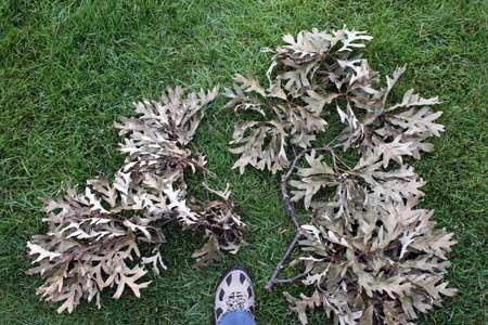 Fallen oak branches