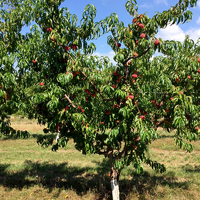 Peach tree