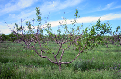 Peach winter injury