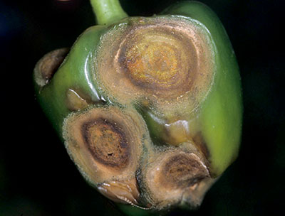 Anthracnose on pepper