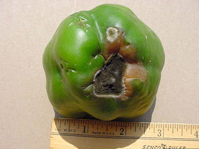 Blossom end rot on pepper.