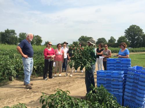 2)	Pepper plant discourse Van Houtte farm field