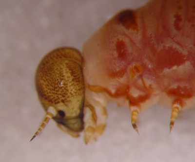 Pine false webworm antenna.