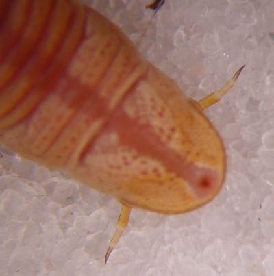 Pine false webworm appendages.