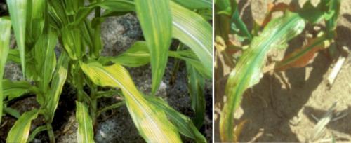 Magnesium deficiency in corn