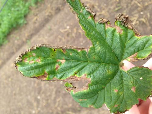 Potato leafhopper burn