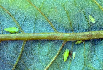 Potato leafhoppers