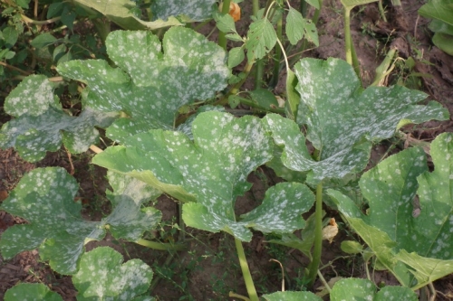 Powdery mildew