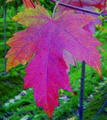 Freeman Maple leaf