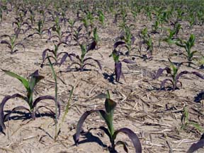 purple corn