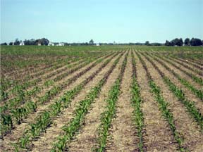 purple corn