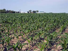 growth after purple corn