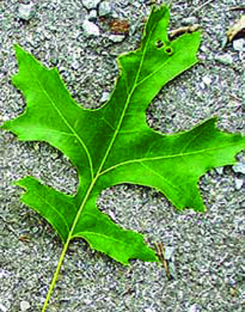 Quercus coccinea leaf