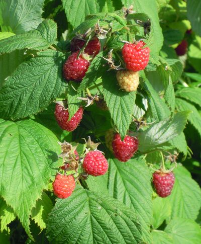 Raspberries floricane fruit