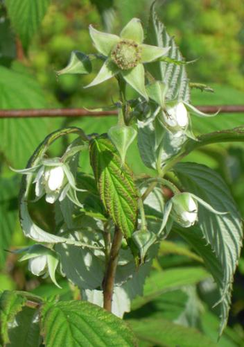 Raspberries primocane flowers