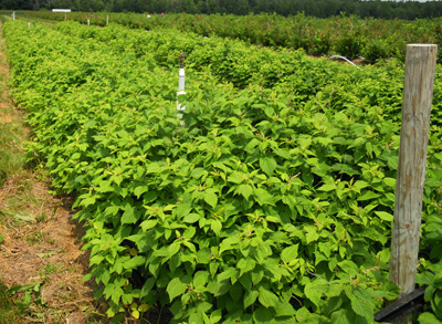 Raspberries primocanes