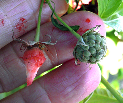 Pink raspberry receptacle.