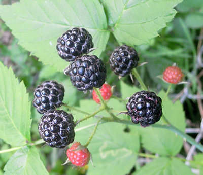 Wild black raspberries on branch