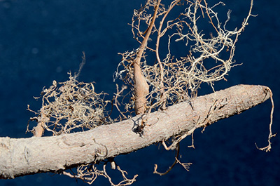 Root nodules from woolly aphid feeding.