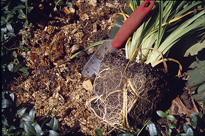 Container-grown plant