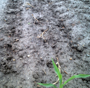 Sandhill crane damage