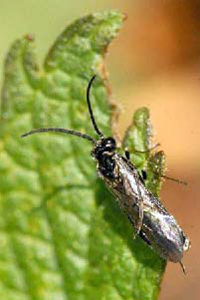 sawfly adult