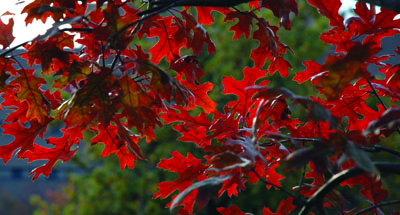 Scarlet Oak leaves