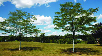 Skyline Honeylocust