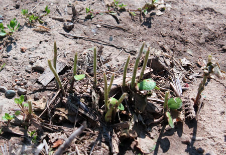 Soybean Hail Damage Chart